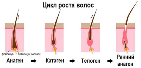 Изменение временных зон и рост волос