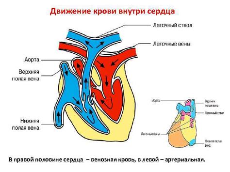 Изменение кровообращения и сердечной активности