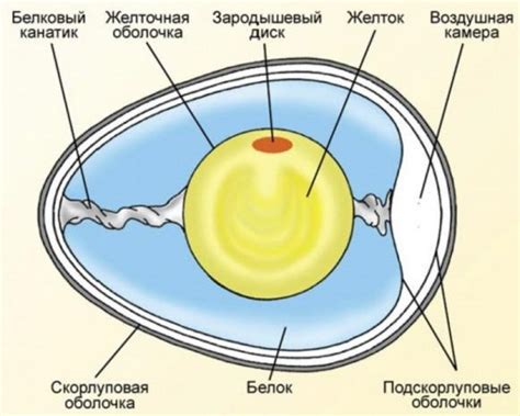 Изменение структуры яйца