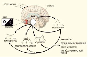 Изменение суточного ритма