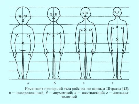 Изменение телосложения и мускулатуры