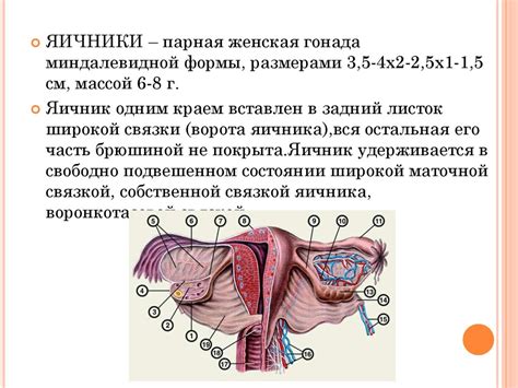 Изменение функции половых органов