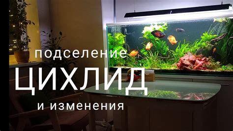 Изменения в аквариуме