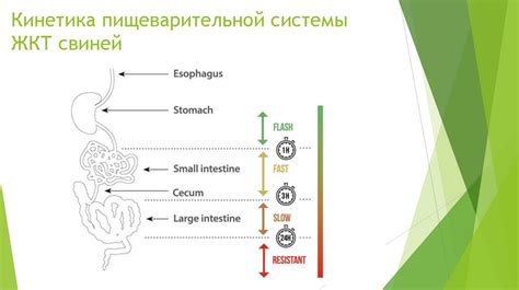 Изменения в кормлении и рационе