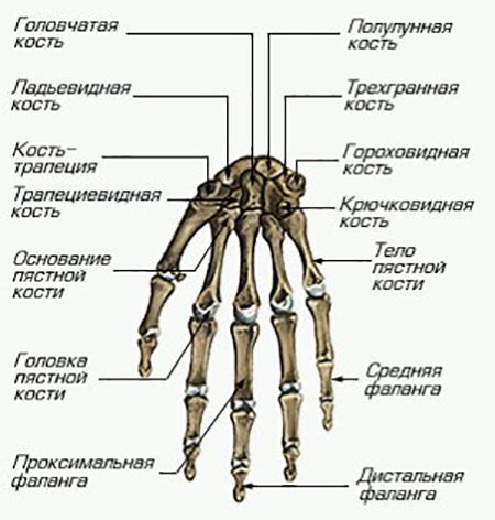 Изобразите кисть руки и запястье