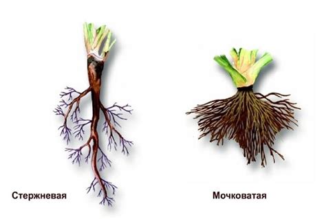 Изоляция корневой системы