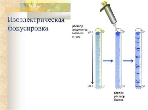 Изоэлектрическая фокусировка