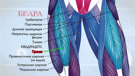 Изучение анатомии внутренней части бедра