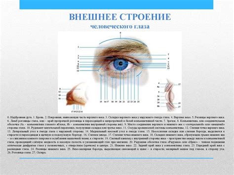 Изучение анатомии глаза