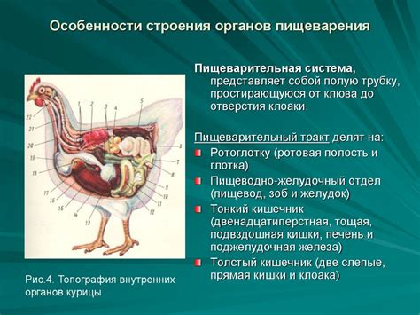 Изучение анатомии ежика