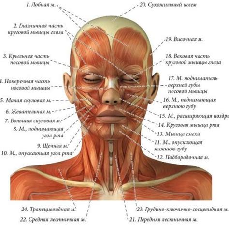 Изучение анатомии лица Фредди Меркьюри