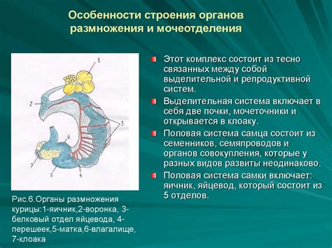 Изучение анатомии птицы