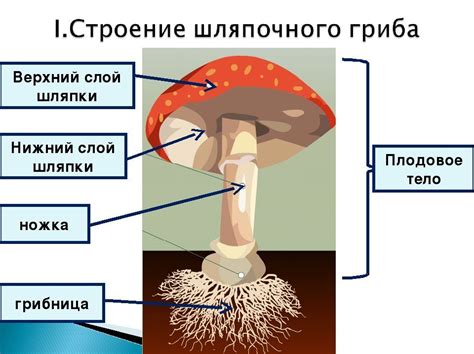 Изучение аромата и цвета гриба