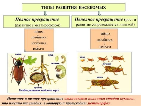 Изучение биологии вредителей