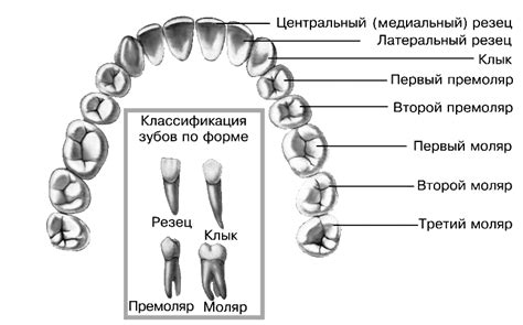 Изучение зубов и рогов