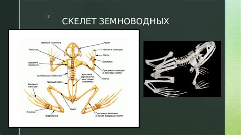 Изучение изображений реальных животных