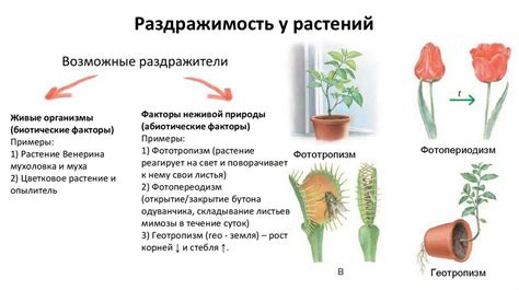 Изучение раздражимости у растений