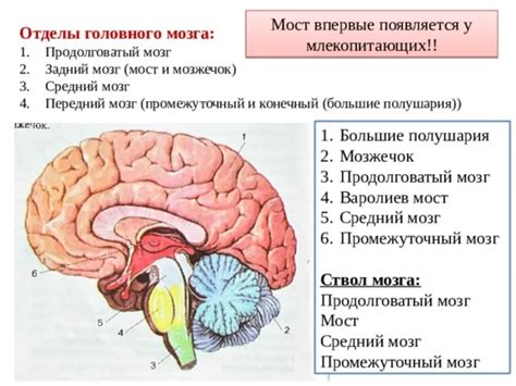 Изучение функции мозга