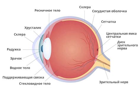 Изучите анатомию и пропорции глаза