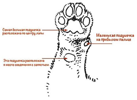 Изучите анатомию кошачьих лап