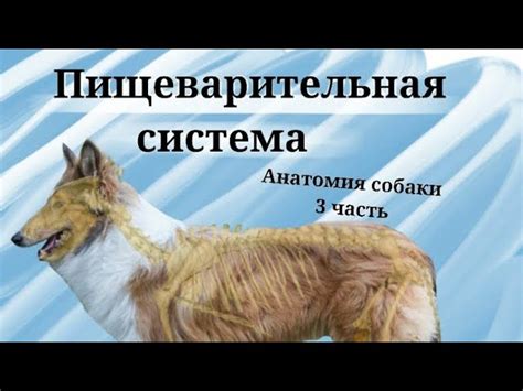 Изучите анатомию собаки