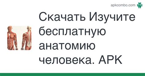 Изучите базовую анатомию персонажа