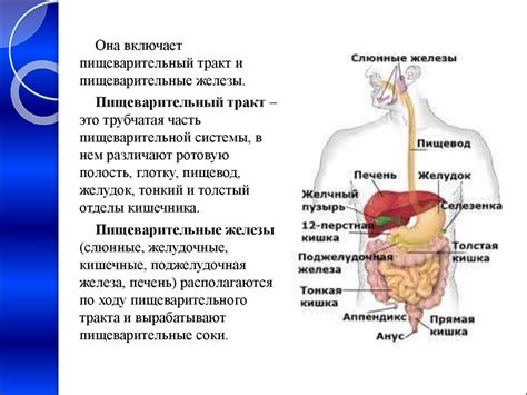 Изучите особенности пищеварительной системы крыс и выберите правильный рацион