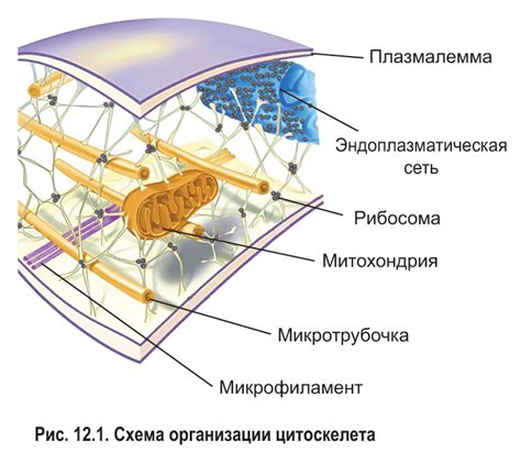 Изучите строение цитоскелета