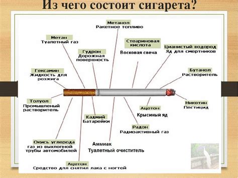 Из чего состоит змейка животом