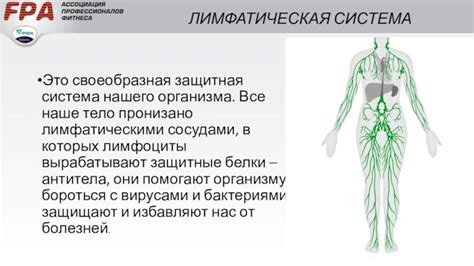 Иммунная система: настоящая защитная стена нашего организма