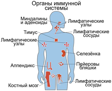 Иммунная система: ослабление защитных функций