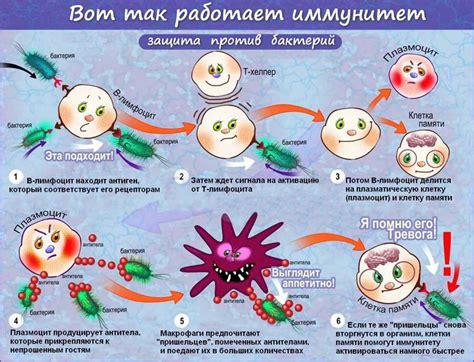 Иммунная система и бактериальное равновесие: тесная взаимосвязь