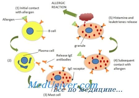 Иммуноглобулин Е - аллергическая реакция