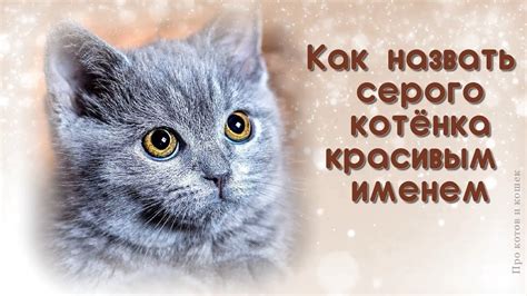 Имя для кота Баба Яга: Шалун