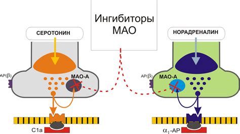 Ингибиторы МАО типа Б: препараты и их особенности