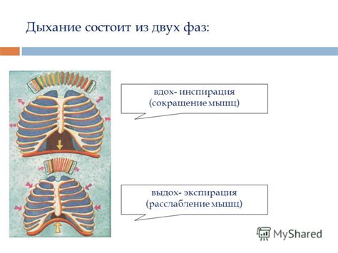 Инспирация из природы