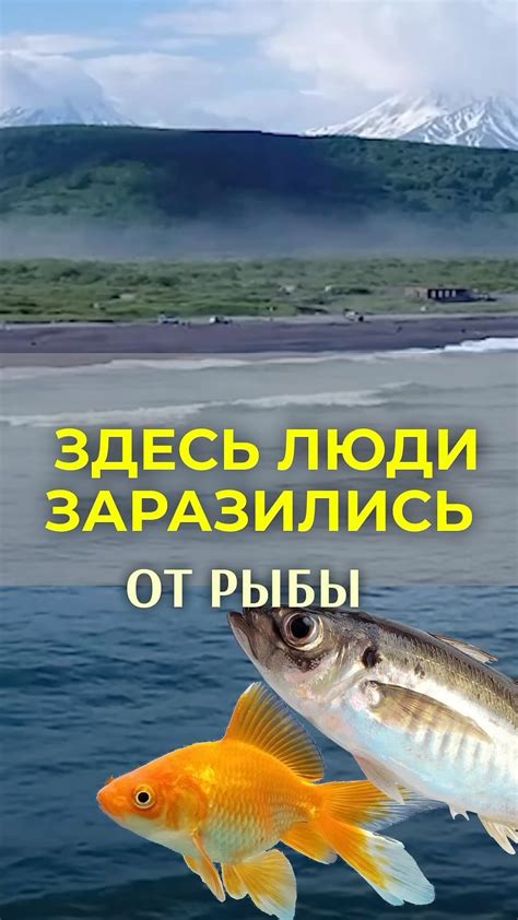 Инструкция по проверке вяленой рыбы на наличие описторхоза