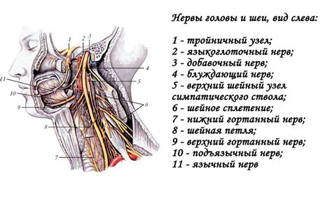 Инструментальные методы проверки языкоглоточного нерва