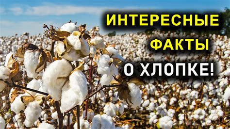 Интересные факты о Стифлере