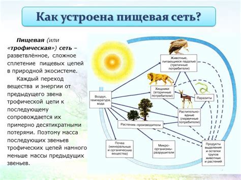 Интересные факты о пищевых цепях и ее важности