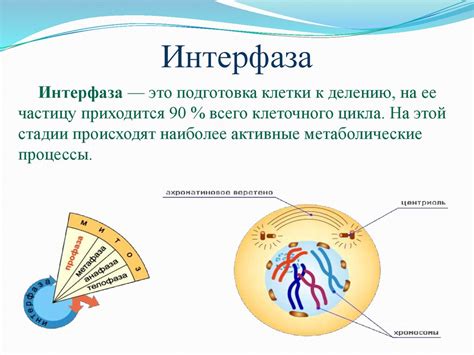 Интерфаза: понятие и значение в биологии