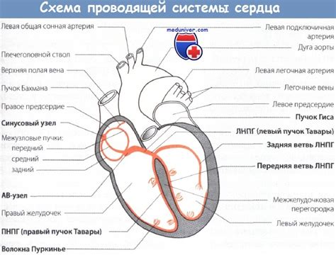 Информация об электрической активности проводящей системы сердца