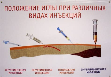 Инъекции шиншилле: необходимость и преимущества