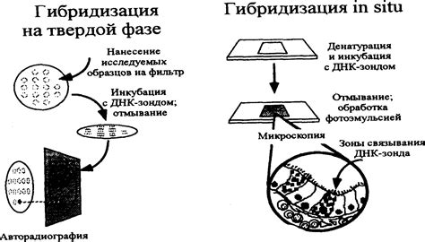 Использование акридерма в медицине