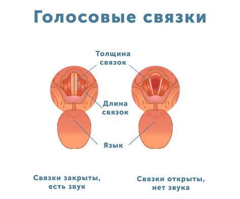 Использование голосовых связок