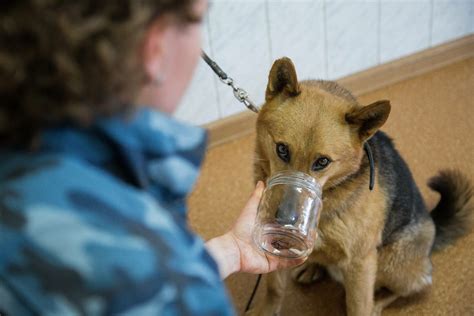 Использование запаховых отпугивателей