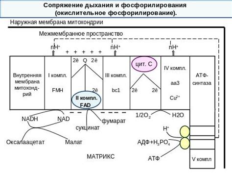 Использование и практическое применение коэффициента окислительного фосфорилирования