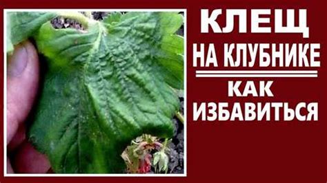 Использование пинцета для удаления клеща: шаг за шагом