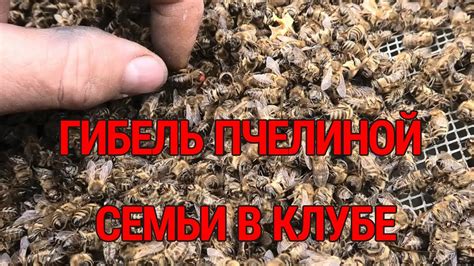 Использование пчелиной семьи