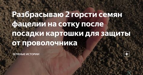 Использование соли для избавления от проволочника